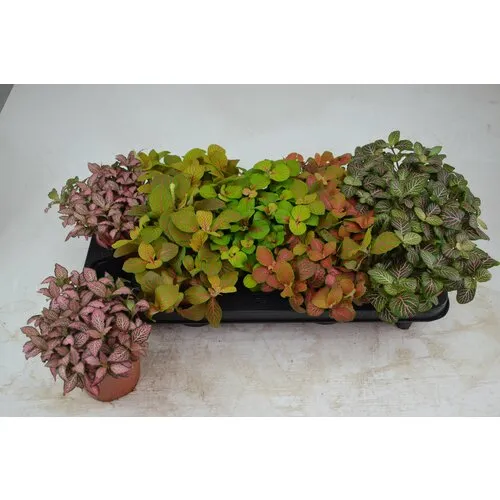 Junai.nl Fittonia mix – 12 cm pot, 17 cm hoog