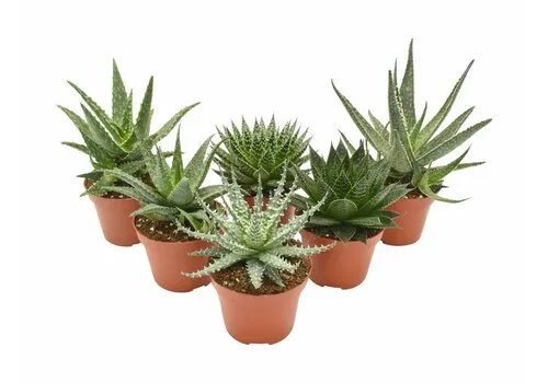 JUNAVERA Aloe mix – per stuk, 8 cm pot, 15 cm hoog
