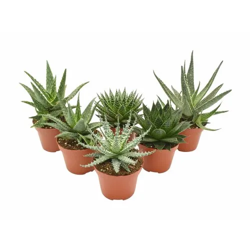 JUNAVERA Aloe mix – per stuk, 8 cm pot, 15 cm hoog