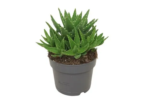 Junai.nl Aloe perfoliata – 5 cm pot, 15 cm hoog
