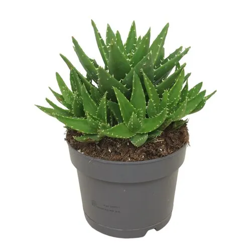 Junai.nl Aloe perfoliata – 5 cm pot, 15 cm hoog