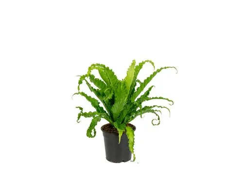 Junai.nl Asplenium antiquum ‘Osaka’ – 12 cm pot, 25 cm hoog