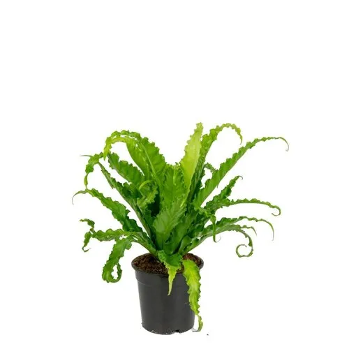 Junai.nl Asplenium antiquum ‘Osaka’ – 12 cm pot, 25 cm hoog