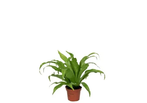 Junai.nl Asplenium antiquum – 12 cm pot, 25 cm hoog