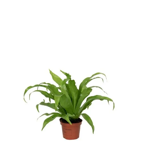 Junai.nl Asplenium antiquum – 12 cm pot, 25 cm hoog