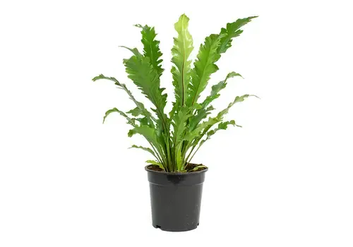 Junai.nl Asplenium nidus ‘Campio’ – 12 cm pot, 25 cm hoog