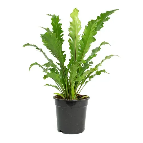 Junai.nl Asplenium nidus ‘Campio’ – 12 cm pot, 25 cm hoog
