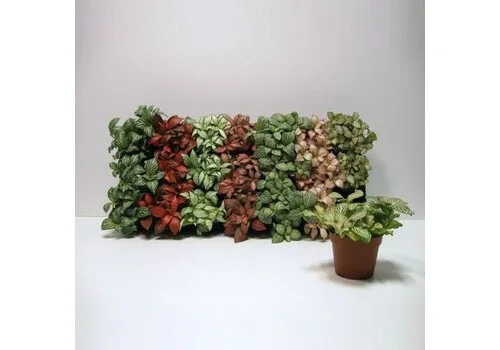 Junai.nl Fittonia mix – per stuk, 5 cm pot, 10 cm hoog