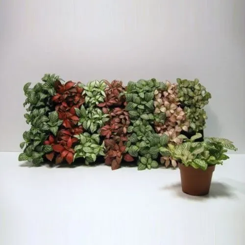 Junai.nl Fittonia mix – per stuk, 5 cm pot, 10 cm hoog