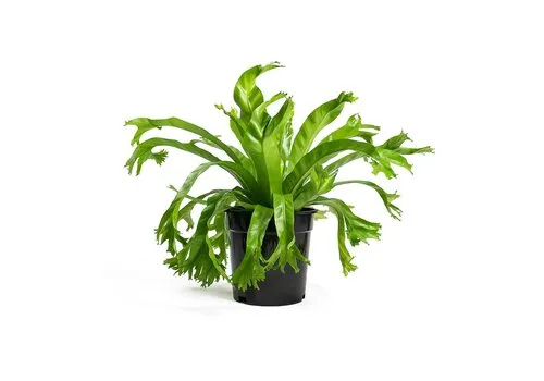 Junavera Asplenium nidus ‘Crissie’ – 12 cm pot, 25 cm hoog