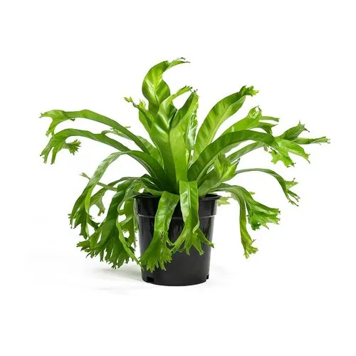 Junai.nl Asplenium nidus ‘Crissie’ – 12 cm pot, 25 cm hoog