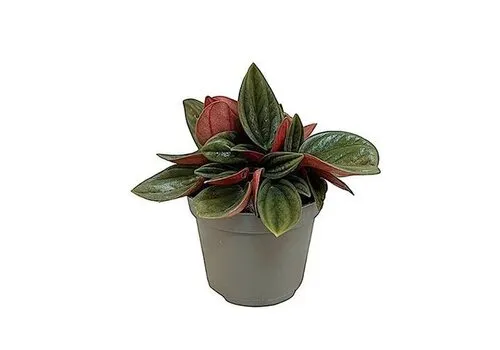 Junai.nl Peperomia caperata ‘Rosso’ – 5 cm pot, 10 cm hoog