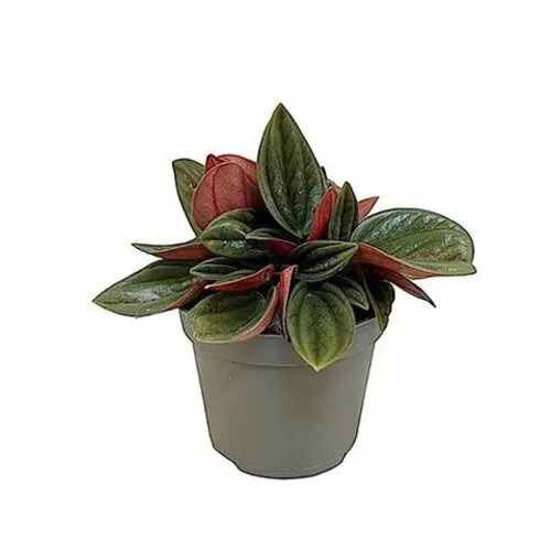 Junai.nl Peperomia caperata ‘Rosso’ – 5 cm pot, 10 cm hoog