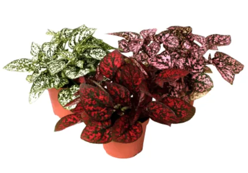 Junai.nl Hypoestes phyllostachya mix – per stuk, 5 cm pot, 12 cm hoog