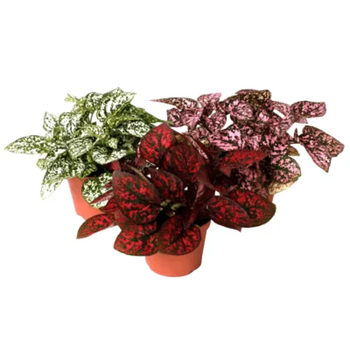 Junai.nl Hypoestes phyllostachya mix – per stuk, 5 cm pot, 12 cm hoog Junai.nl Hypoestes phyllostachya mix – per stuk, 5 cm pot, 12 cm hoog