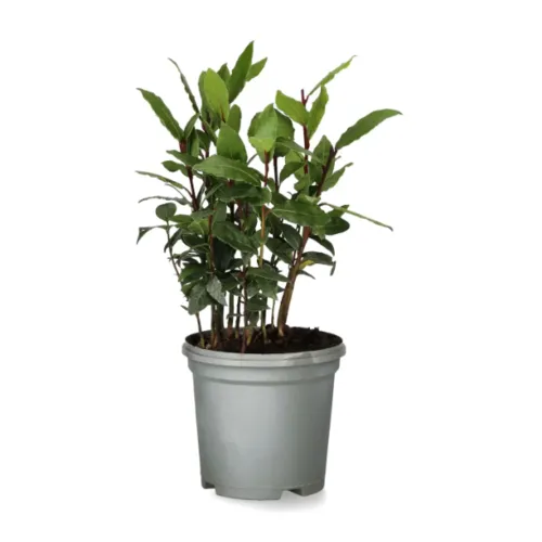 Junai.nl Laurus nobilis – Laurierplant– 11 cm pot – ca. 25 cm hoog