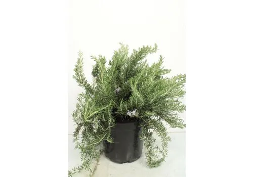 Junai.nl Rozemarijn prostratus – 10 cm pot – ca. 20 cm hoog