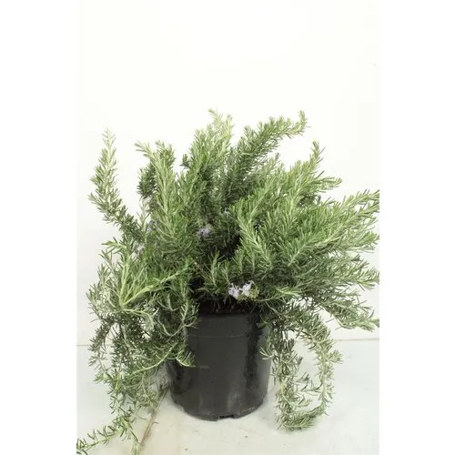 Junai.nl Rozemarijn prostratus – 10 cm pot – ca. 20 cm hoog