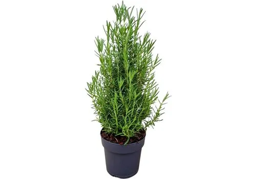 Junavera Rozemarijn – 14 cm pot – ca. 30 cm hoog