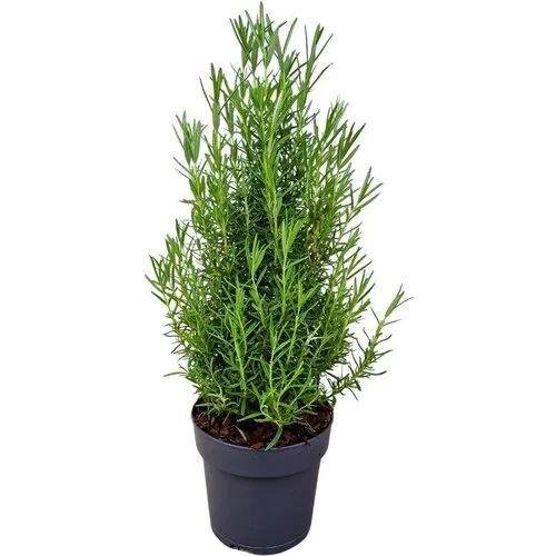 Junavera Rozemarijn – 14 cm pot – ca. 30 cm hoog