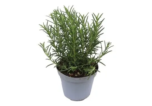 Junai.nl Rozemarijn – 10 cm pot – ca. 20 cm hoog