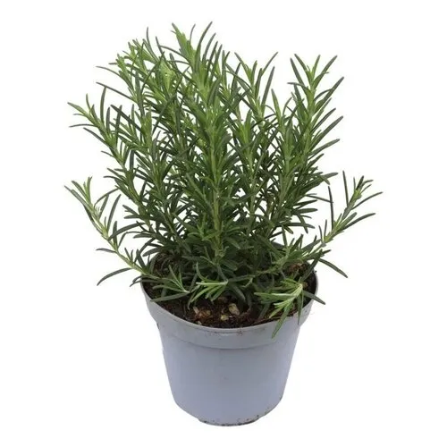 Junai.nl Rozemarijn – 10 cm pot – ca. 20 cm hoog