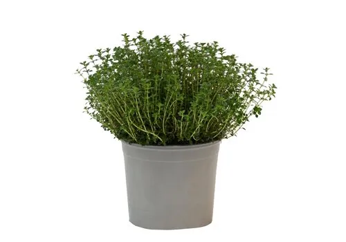 Junai.nl Tijm (Thymus vulgaris) – 14 cm pot – ca. 20 cm hoog