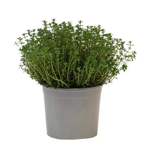 Junai.nl Tijm (Thymus vulgaris) – 14 cm pot – ca. 20 cm hoog