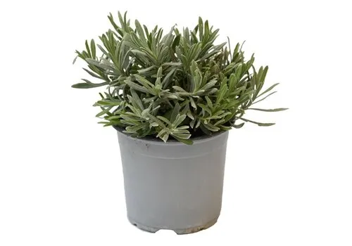 Junai.nl Lavendel (Lavandula angustifolia) – 14 cm pot – ca. 25 cm hoog