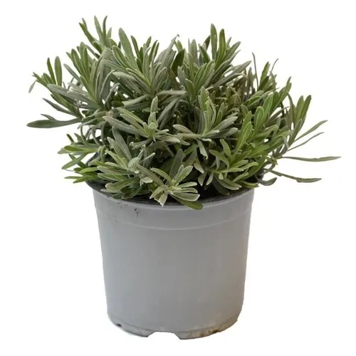 Junai.nl Lavendel (Lavandula angustifolia) – 14 cm pot – ca. 25 cm hoog