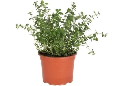 Junai.nl Citroentijm (Thymus citriodorus) – 14 cm pot – ca. 20 cm hoog