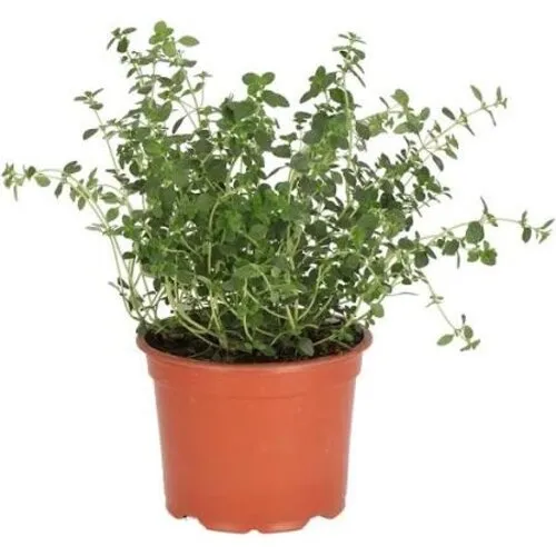Junai.nl Citroentijm (Thymus citriodorus) – 14 cm pot – ca. 20 cm hoog