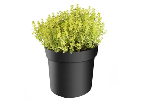 Junai.nl Tijm ‘Citriodorus Aureus’ – 14 cm pot – ca. 20 cm hoog