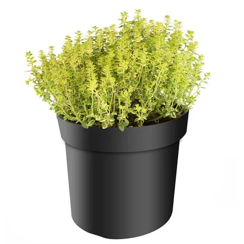 Junavera Tijm ‘Citriodorus Aureus’ – 14 cm pot – ca. 20 cm hoog