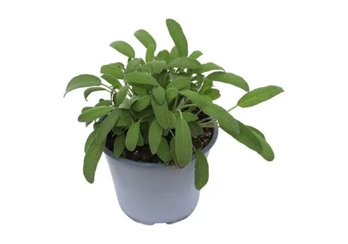 Junai.nl Salie (Salvia officinalis) – 14 cm pot – ca. 25 cm hoog