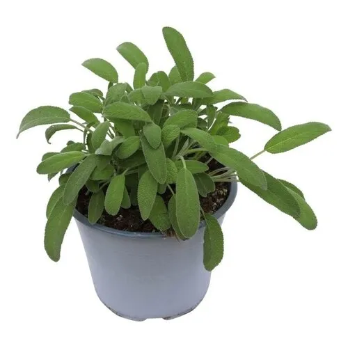 Junai.nl Salie (Salvia officinalis) – 14 cm pot – ca. 25 cm hoog