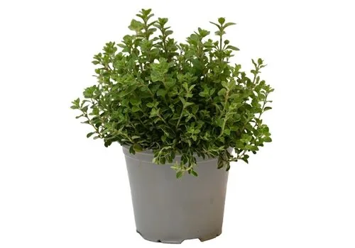 Junai.nl Oregano (Origanum vulgare) – 14 cm pot – ca. 25 cm hoog