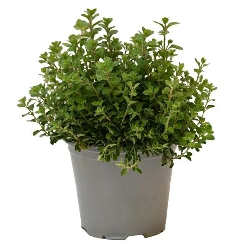 Junai.nl Oregano (Origanum vulgare) – 14 cm pot – ca. 25 cm hoog
