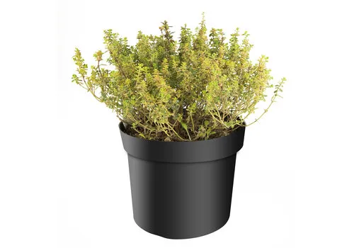 Junai.nl Thymus vulgaris ‘Lady D’ – 14 cm pot – ca. 20 cm hoog