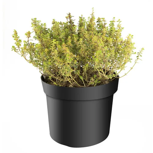 Junai.nl Thymus vulgaris ‘Lady D’ – 14 cm pot – ca. 20 cm hoog