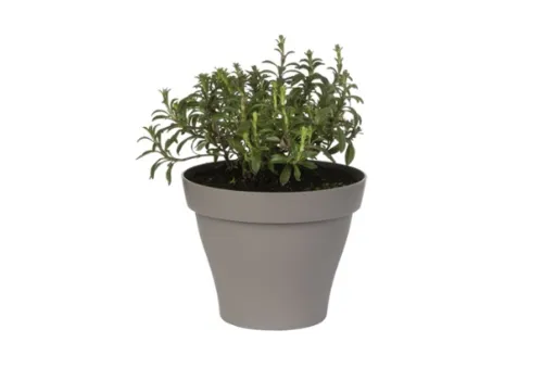Junai.nl Bonenkruid (Satureja hortensis) – 14 cm pot – ca. 25 cm hoog
