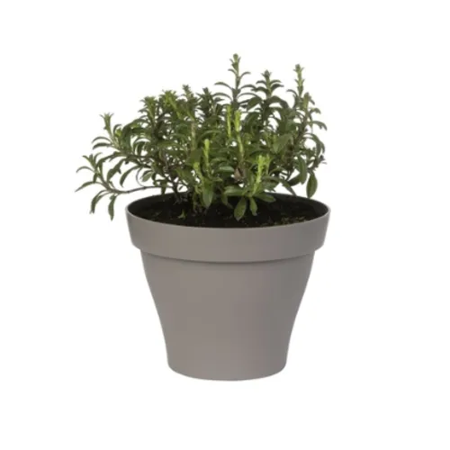 Junai.nl Bonenkruid (Satureja hortensis) – 14 cm pot – ca. 25 cm hoog