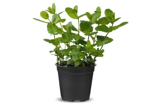 Junai.nl Munt (Mentha spicata) – 14,5 cm pot – ca. 25 cm hoog