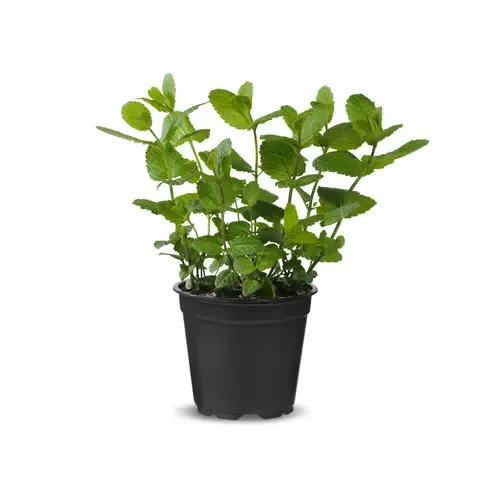 Junai.nl Munt (Mentha spicata) – 14,5 cm pot – ca. 25 cm hoog