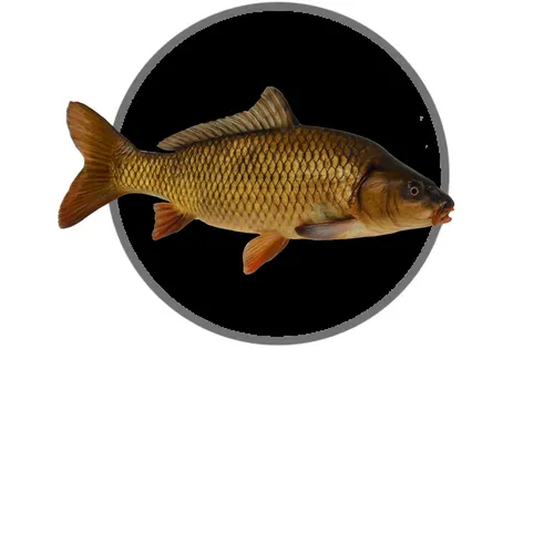 Karpervissen