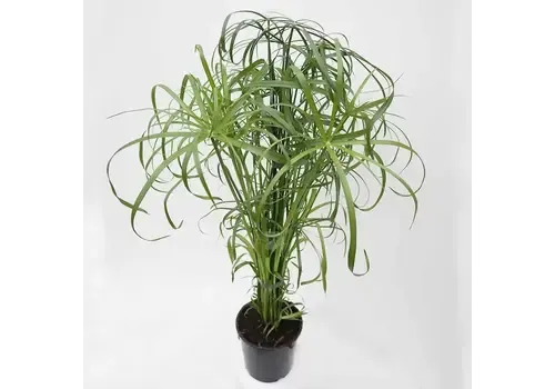 Junai.nl Cyperus alternifolius – 14 cm pot
