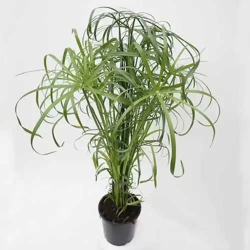 Junai.nl Cyperus alternifolius – 14 cm pot