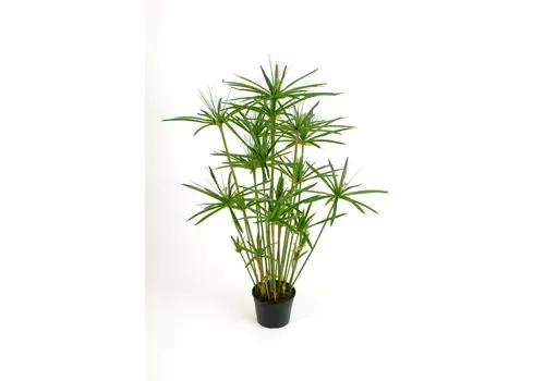 Junai.nl Cyperus haspan | 14 cm pot | 70 cm hoog
