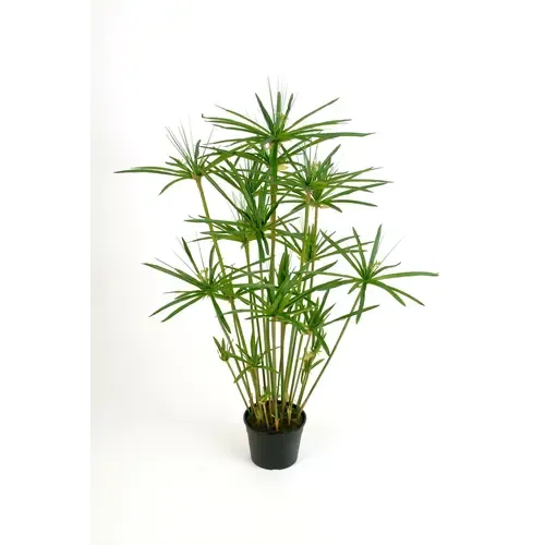Junai.nl Cyperus haspan | 14 cm pot | 70 cm hoog