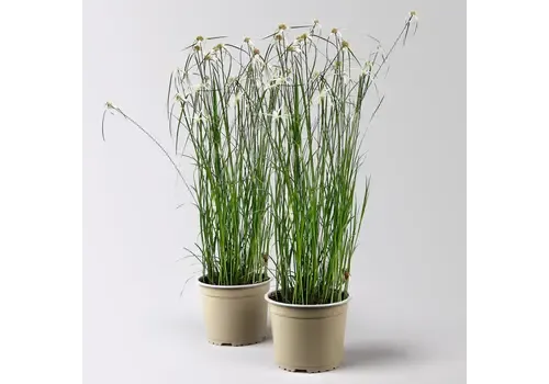 Junai.nl Rhynchospora colorata | 17 cm pot | 45 cm hoog